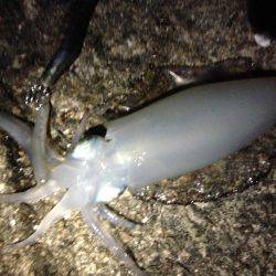 アオリに会えた